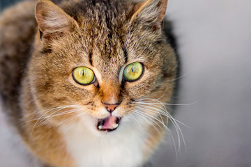 A beautiful striped cat with green eyes cries, expressing his dissatisfaction_