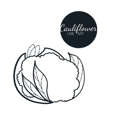 cauliflower linear graphic design. Black and white image of vegetables. Vector illustration.