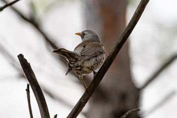 Fieldfare on a branch of a pine