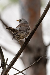 Fieldfare on a branch of a pine