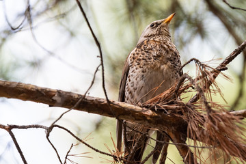 Fieldfare on a branch of a pine