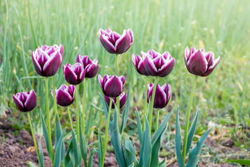 Tulips of purple and cherry blossoms with white lines on  flowerbed on sunny spring or summer day_