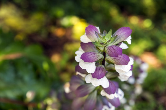 Purple Flower Batum Botanical Garden in Georgia