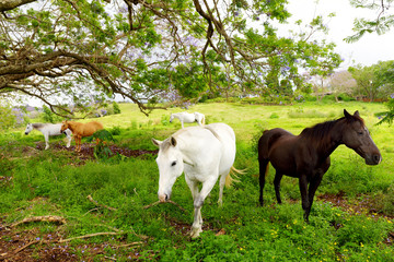 Beautiful horses grazing under purple jacaranda tree flowering on Maui island, Hawaii