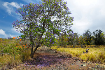 Beautiful purple jacaranda trees flowering along the roads of Maui, Hawaii, USA