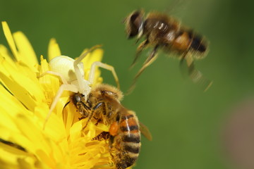 Spider with its prey, a bee
