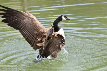 canada goose waving wings and swimming on the water lake