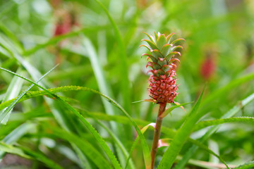 Beautiful dwarf pineapple in natural environment in Tropical Botanical Garden of the Big Island of Hawaii. Lush tropical vegetation of the islands of Hawaii
