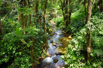 Lush tropical vegetation of the Hawaii Tropical Botanical Garden of Big Island of Hawaii