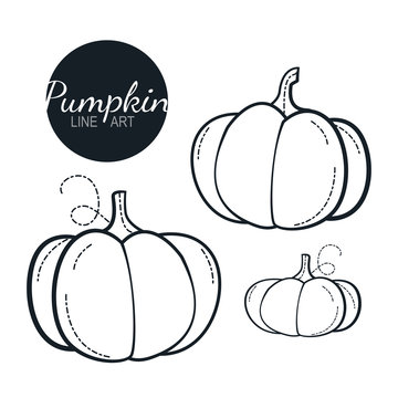 pumpkin linear graphic design. Black and white image of vegetables. Vector illustration line art