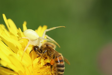 Spider with its prey, a bee