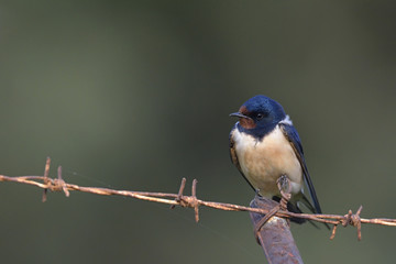 Barn swallow - Hirundo rustica, Crete 