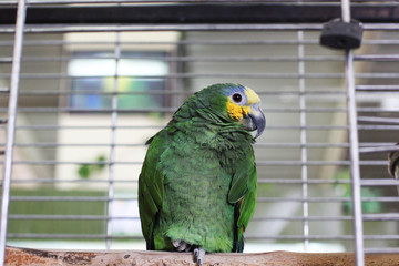 Big Parrot. Macaw. 