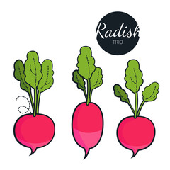 Fresh organic radish isolated on white background