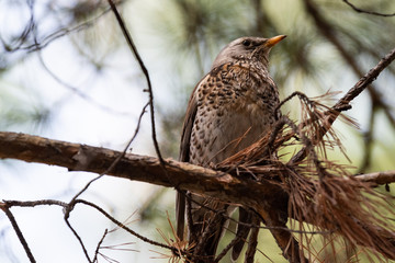 Fieldfare on a branch of a pine