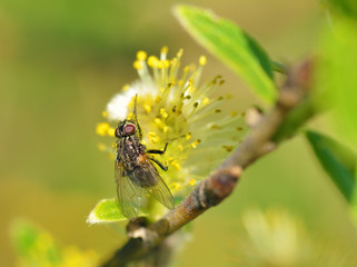 insect collects nectar from flowers.