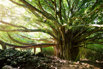 Branches and hanging roots of giant banyan tree growing on famous Pipiwai trail on Maui, Hawaii