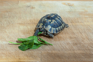 Tortuga comiendo espinacas