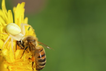 Spider with its prey, a bee