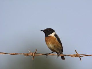A male Common Stonechat (Saxicola rubicola), Crete 