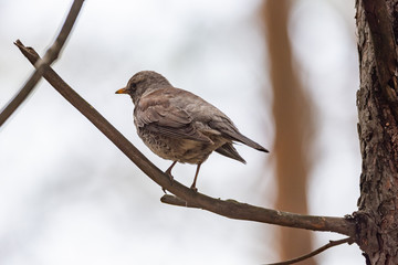 Fieldfare on a branch of a pine