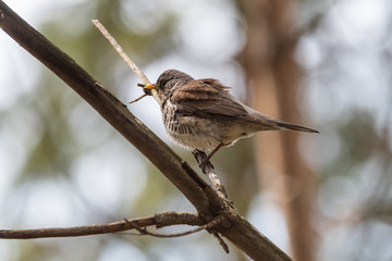 Fieldfare on a branch of a pine