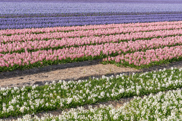 cultivation of Hyacinth, flower bulb region Bollenstreek, Netherlands