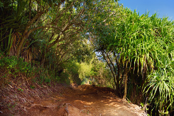 Fototapeta na wymiar Beautiful Pololu loop trail located near Kapaau, Hawaii, that features beautiful wild flowers and stunning views to the Pololu Valley. Big Island, Hawaii