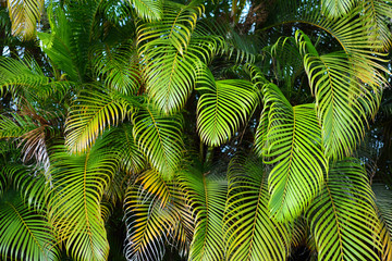 Lush tropical vegetation of the islands of Hawaii