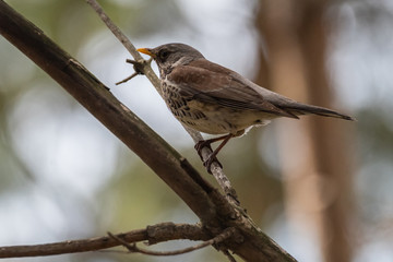 Fieldfare on a branch of a pine