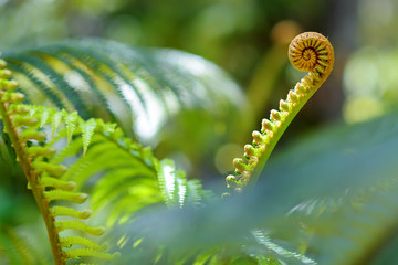 Lush tropical vegetation of the islands of Hawaii