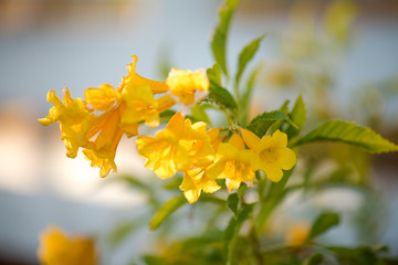 Yellow flowers in the garden.
