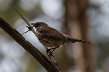 Fieldfare on a branch of a pine
