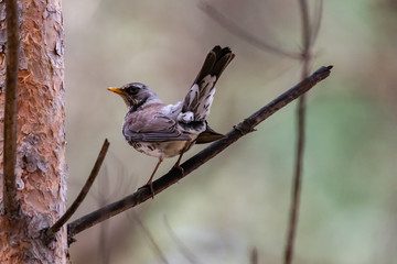 Fieldfare on a branch of a pine