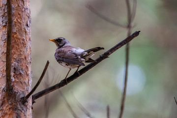Fieldfare on a branch of a pine