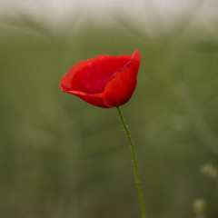 delicate red flower green grass summer lateral view