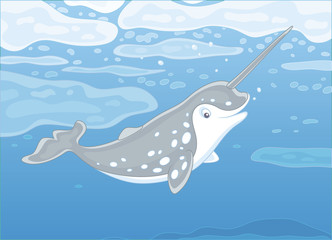 Grey spotted narwhal with a long tusk swimming under ice in blue water of a polar sea, vector illustration in a cartoon style © Alexey Bannykh