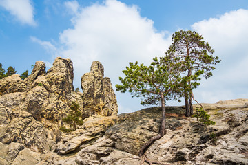 Landschaft mit Bäumen und Felsen im Harz