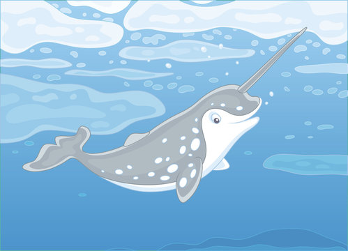 Grey spotted narwhal with a long tusk swimming under ice in blue water of a polar sea, vector illustration in a cartoon style