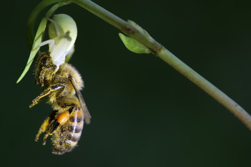 Spider with its prey, a bee