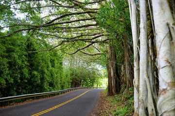 Famous Road to Hana fraught with narrow one-lane bridges, hairpin turns and incredible island views, curvy coastal road with views of cliffs, waterfalls, and miles of rainforest. Maui, Hawaii