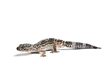 Fototapeta na wymiar Lizard. Leopard gecko