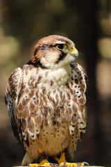 Falke auf dem Pfahl