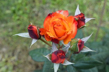 Fototapete bei efototapeten.de bestellen   