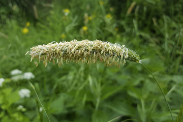 Flowering Meadow foxtail (Alopecurus pratensis)