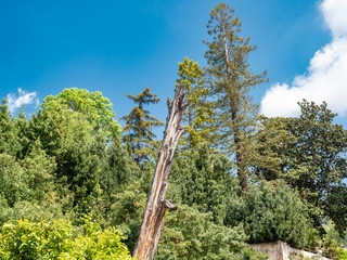 Fototapeta premium Old dead tree in generalife garden of Alhambra palace and fortress complex located in Granada, Andalusia, Spain.