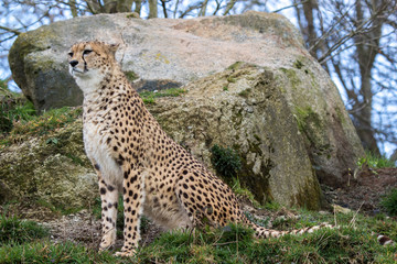 Cheetah sitting in front of rock