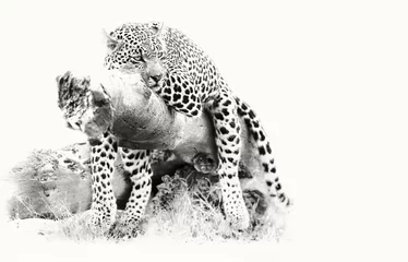 Foto op Canvas Leopard resting on fallen tree log to rest after hunting artistic conversion © Alta Oosthuizen