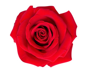 Red rose flower top view isolated on white background, clipping path included