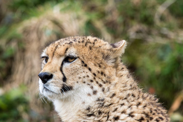 Obraz na płótnie Canvas Close up of Cheetah